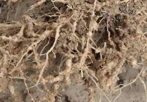 烟梗粉碎机多少钱一台