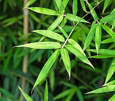 竹叶粉碎机多少钱一台